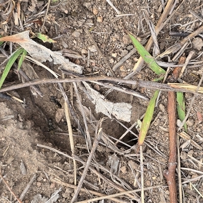 Camponotus sp. (genus) (A sugar ant) at Fadden, ACT - Yesterday by Mike