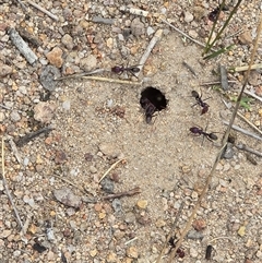 Iridomyrmex purpureus (Meat Ant) at Fadden, ACT - Yesterday by Mike