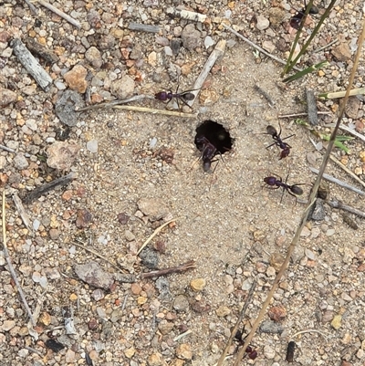 Iridomyrmex purpureus (Meat Ant) at Fadden, ACT - Yesterday by Mike