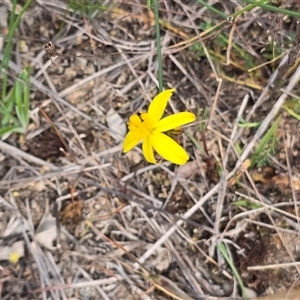 Unverified Lily or Iris at Fadden, ACT - Yesterday by Mike
