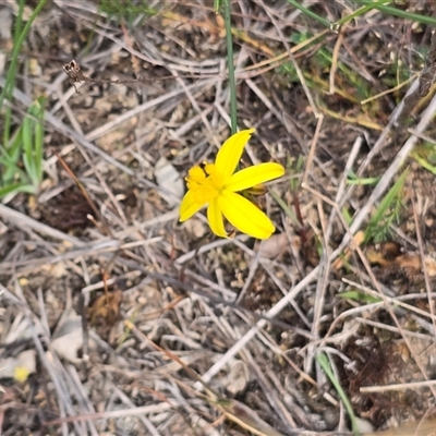 Unverified Lily or Iris at Fadden, ACT - Yesterday by Mike