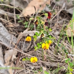 Unverified Pea at Fadden, ACT - Yesterday by Mike
