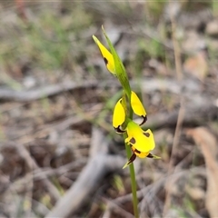 Diuris sulphurea (Tiger Orchid) at Fadden, ACT - Yesterday by Mike