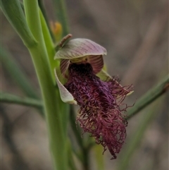 Calochilus robertsonii by Csteele4