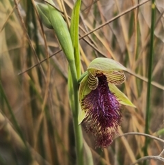 Calochilus robertsonii by Csteele4