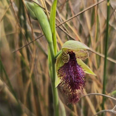Calochilus robertsonii at  - suppressed by Csteele4