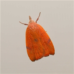 Tortricopsis uncinella (Wingia group) by DPRees125