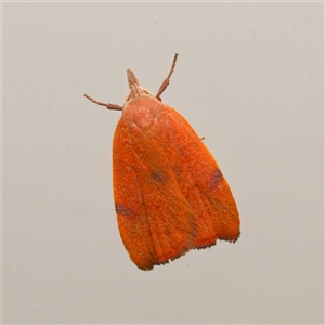Tortricopsis uncinella (Wingia group) by DPRees125