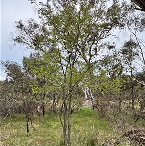 Unverified Other Tree at Bruce, ACT - 21 Oct 2025 by JVR