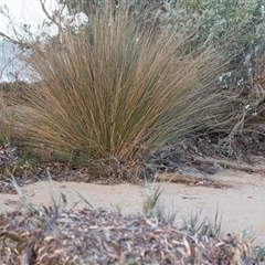 Unverified Rush, Sedge or Mat Rush at American River, SA - 16 Sep 2025 by AlisonMilton