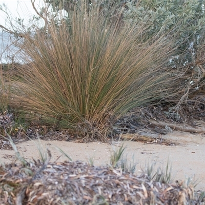 Unverified Rush, Sedge or Mat Rush at American River, SA - 16 Sep 2025 by AlisonMilton