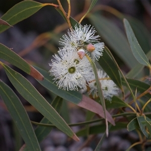 Unverified Gum Tree at American River, SA - 16 Sep 2025 by AlisonMilton