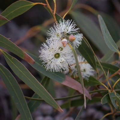 Unverified Gum Tree at American River, SA - 16 Sep 2025 by AlisonMilton