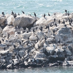 Egretta novaehollandiae at Penneshaw, SA - 18 Sep 2025 by AlisonMilton
