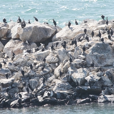 Egretta novaehollandiae at Penneshaw, SA - 18 Sep 2025 by AlisonMilton