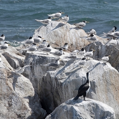 Thalasseus bergii at Cape Jervis, SA - 18 Sep 2025 by AlisonMilton