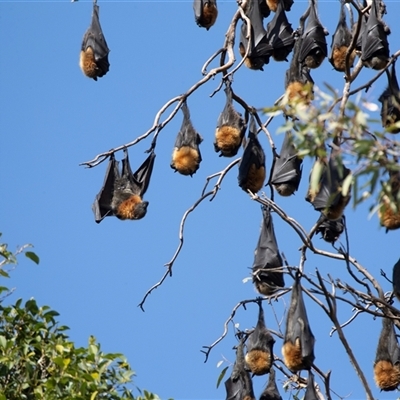 Pteropus poliocephalus at Adelaide, SA - 22 Sep 2025 by AlisonMilton