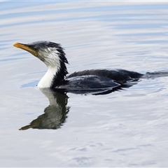 Microcarbo melanoleucos (Little Pied Cormorant) at Adelaide, SA - 22 Sep 2025 by AlisonMilton