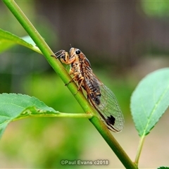 Galanga labeculata (Double-spotted cicada) at Fisher, ACT - 26 Feb 2018 by Paul57