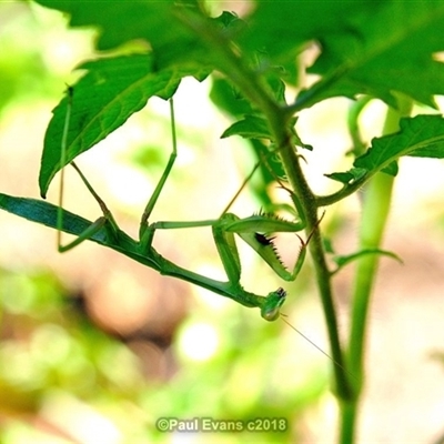 Pseudomantis albofimbriata (False garden mantis) at Fisher, ACT - 20 Jan 2018 by Paul57
