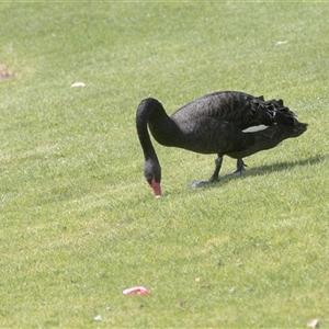 Cygnus atratus at Adelaide, SA - 22 Sep 2025 by AlisonMilton