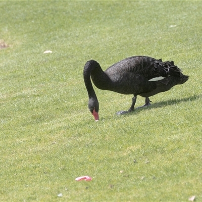Cygnus atratus at Adelaide, SA - 22 Sep 2025 by AlisonMilton