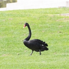 Cygnus atratus at Adelaide, SA - 22 Sep 2025 03:15 PM