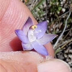 Thelymitra pauciflora by Paul4K