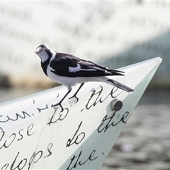 Grallina cyanoleuca (Magpie-lark) at Adelaide, SA - 22 Sep 2025 by AlisonMilton