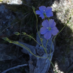 Linum marginale at Borough, NSW - suppressed