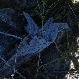 Linum marginale at Borough, NSW - suppressed