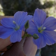 Linum marginale at Borough, NSW - suppressed