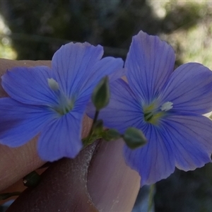 Linum marginale at Borough, NSW - suppressed