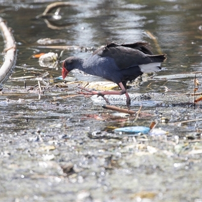 Gallinula tenebrosa at Adelaide, SA - 22 Sep 2025 by AlisonMilton