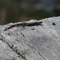 Lampropholis (genus) (Grass Skink) by Paul4K
