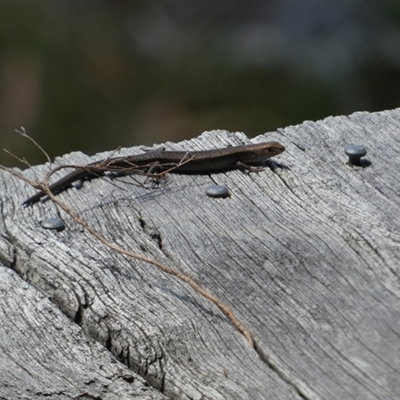 Lampropholis (genus) (Grass Skink) at  - suppressed by Paul4K