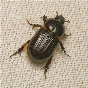 Semanopterus subcostatus by DPRees125