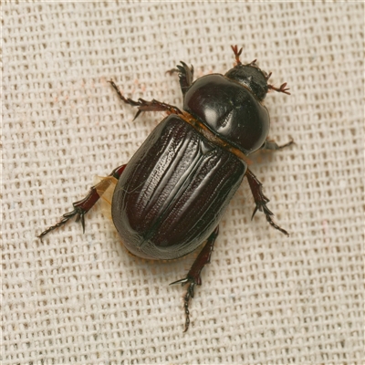 Semanopterus subcostatus (Scarab beetle) at  - suppressed by DPRees125