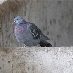 Columba livia (Rock Dove (Feral Pigeon)) at Adelaide, SA - 22 Sep 2025 by AlisonMilton