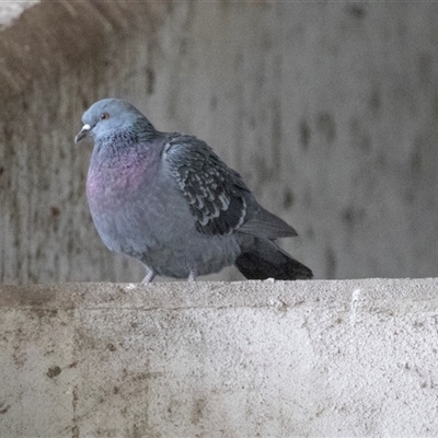 Columba livia (Rock Dove (Feral Pigeon)) at Adelaide, SA - 22 Sep 2025 by AlisonMilton