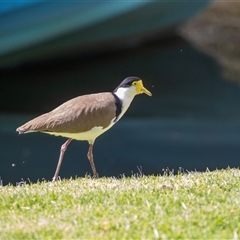 Vanellus miles at Adelaide, SA - 22 Sep 2025 by AlisonMilton