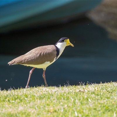 Vanellus miles at Adelaide, SA - 22 Sep 2025 by AlisonMilton