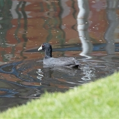 Fulica atra (Eurasian Coot) at Adelaide, SA - 22 Sep 2025 by AlisonMilton