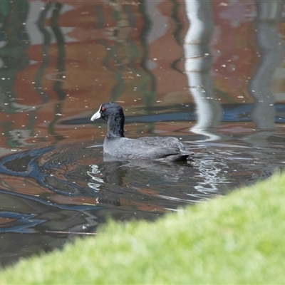 Fulica atra (Eurasian Coot) at Adelaide, SA - 22 Sep 2025 by AlisonMilton