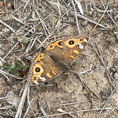 Junonia villida (Meadow Argus) at Higgins, ACT - 21 Oct 2025 by Jennybach