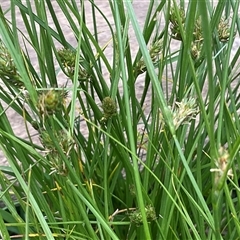 Unverified Plant at Higgins, ACT - 21 Oct 2025 by Jennybach
