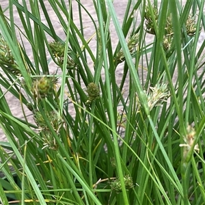 Unverified Plant at Higgins, ACT - 21 Oct 2025 by Jennybach