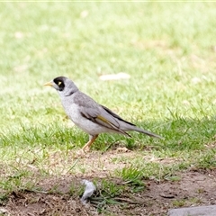 Manorina melanocephala at Adelaide, SA - 22 Sep 2025 by AlisonMilton
