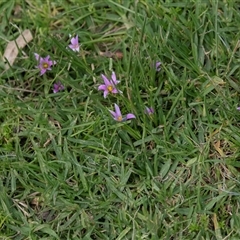 Romulea rosea var. australis at Adelaide, SA - 22 Sep 2025 by AlisonMilton