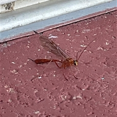 Netelia sp. (genus) (An Ichneumon wasp) at Higgins, ACT - 20 Oct 2025 by Jennybach